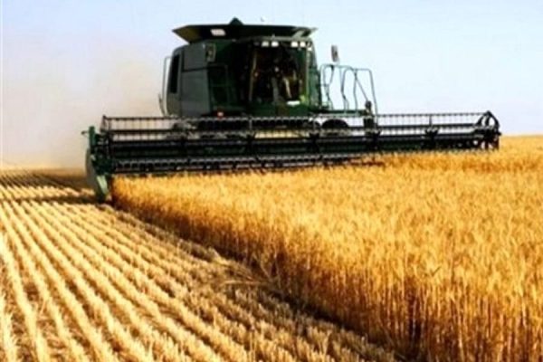 گندم قیمت افق سوم