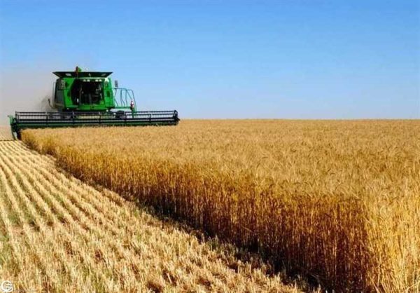 انتقال تولید گندم به اراضی دیم  تا 5 سال آینده
